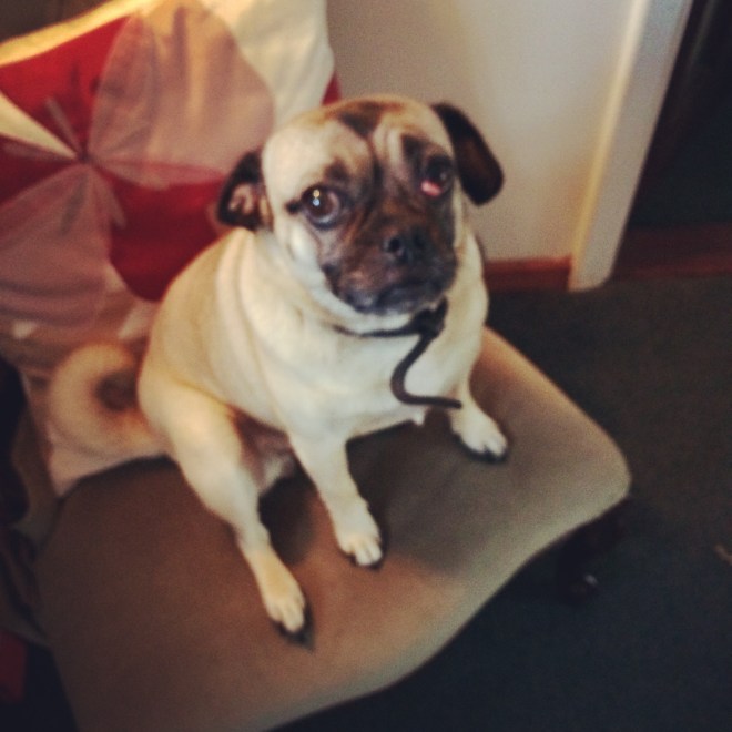 Mia the 'jug' – Jack Russell and Pug cross