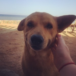 Bufra - the Mother of Dahab