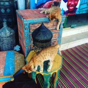 Cats playing outside Why Not - a great little shop in Dahab.