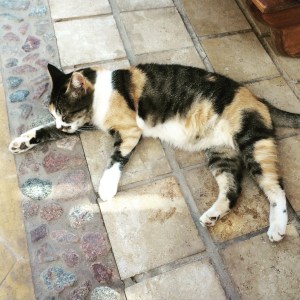 This cat is a regular at Sheikh Ali - he decided to join me poolside...
