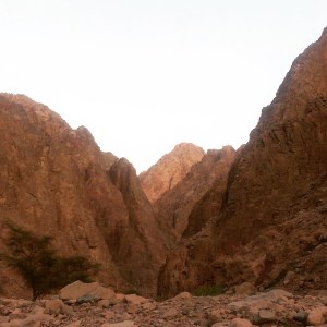 Wadi Qunai, an oasis in the Sinai mountains, south of Dahab 