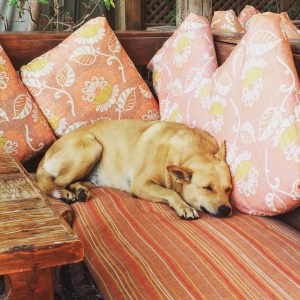 Fatty is sleeping, with the trademark Bufra smile on her face.