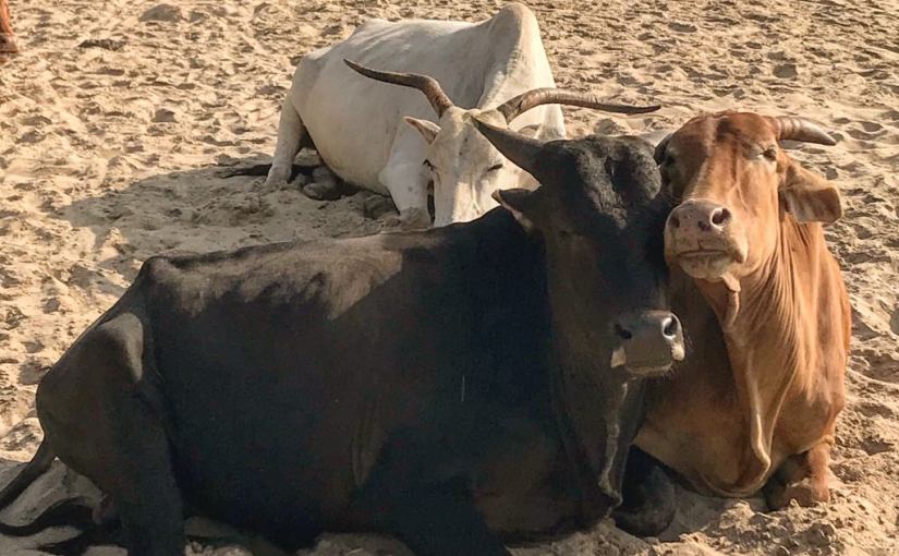 Agonda Diaries – week&nbsp;six